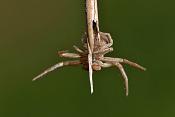 gewone krabspin (xysticus cristatus) 2-2012 5004